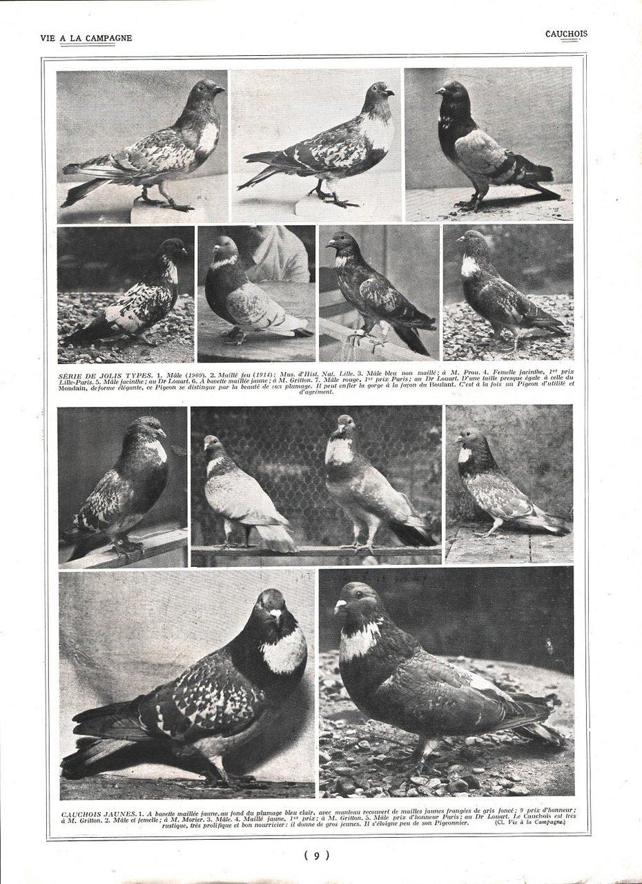 Pigeons Cauchois/ Pigeons Maltais et Lynx. Stampa 1926 | Immagine principale