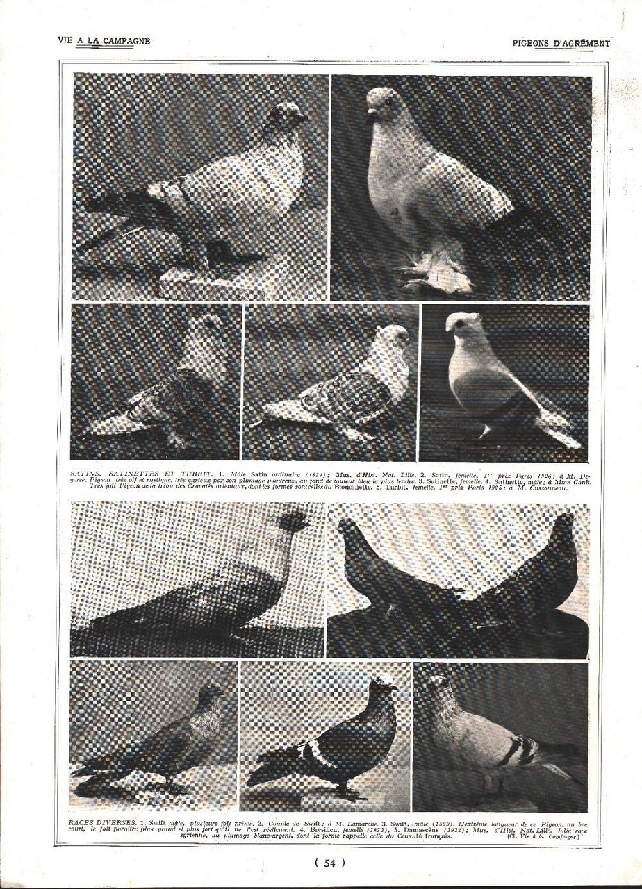 Pigeons d'Agrement / Pigeons d'Agrement. Stampa 1926 | Immagine principale