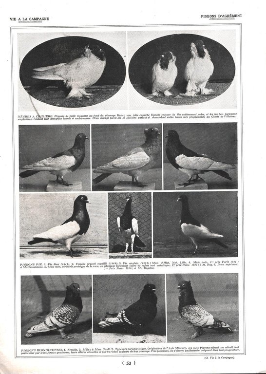 Pigeons d'Agrement / Pigeons d'Agrement. Stampa 1926 | Immagine Gallery 2