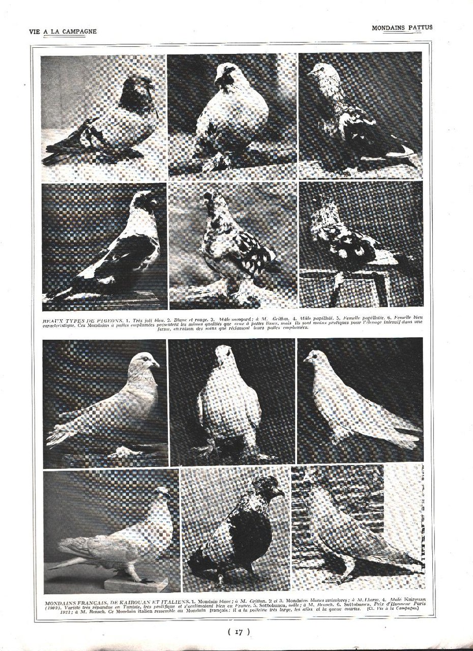 Pigeons Mondains Pattus / Pigeons Gazzi, Magnani, Shietti. Stampa 1926 | Immagine principale
