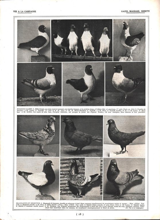 Pigeons Mondains Pattus / Pigeons Gazzi, Magnani, Shietti. Stampa 1926 | Immagine Gallery 2