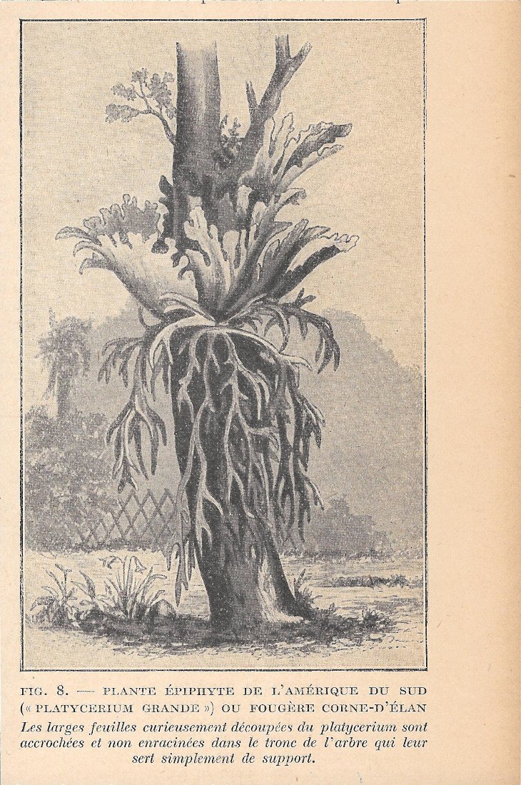 Plante épiphyte de l'Amerique du sud (Platycerium grande) - Immagine … | Immagine principale