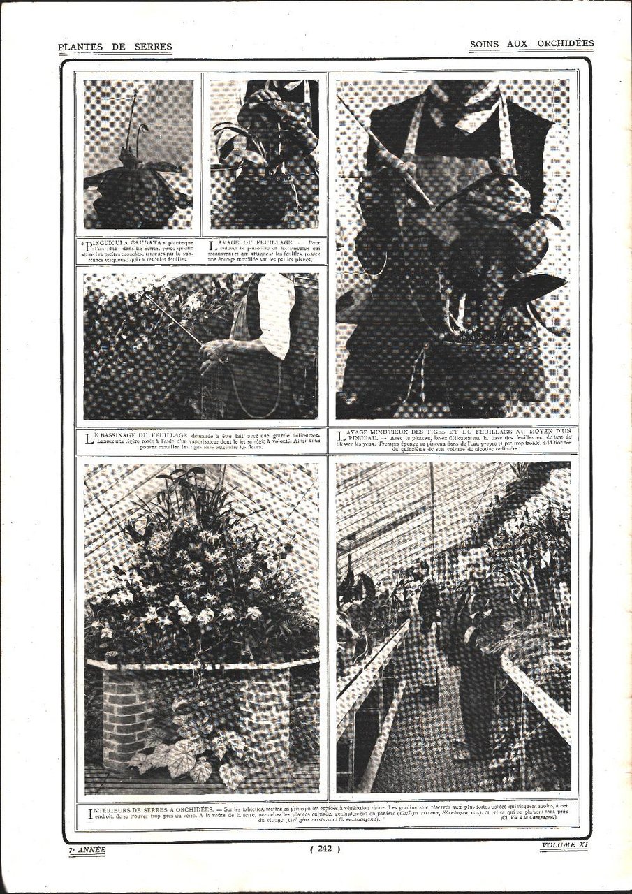 Plantes de serres. Soins aux orchidees/Du Pré, president de la … | Immagine principale