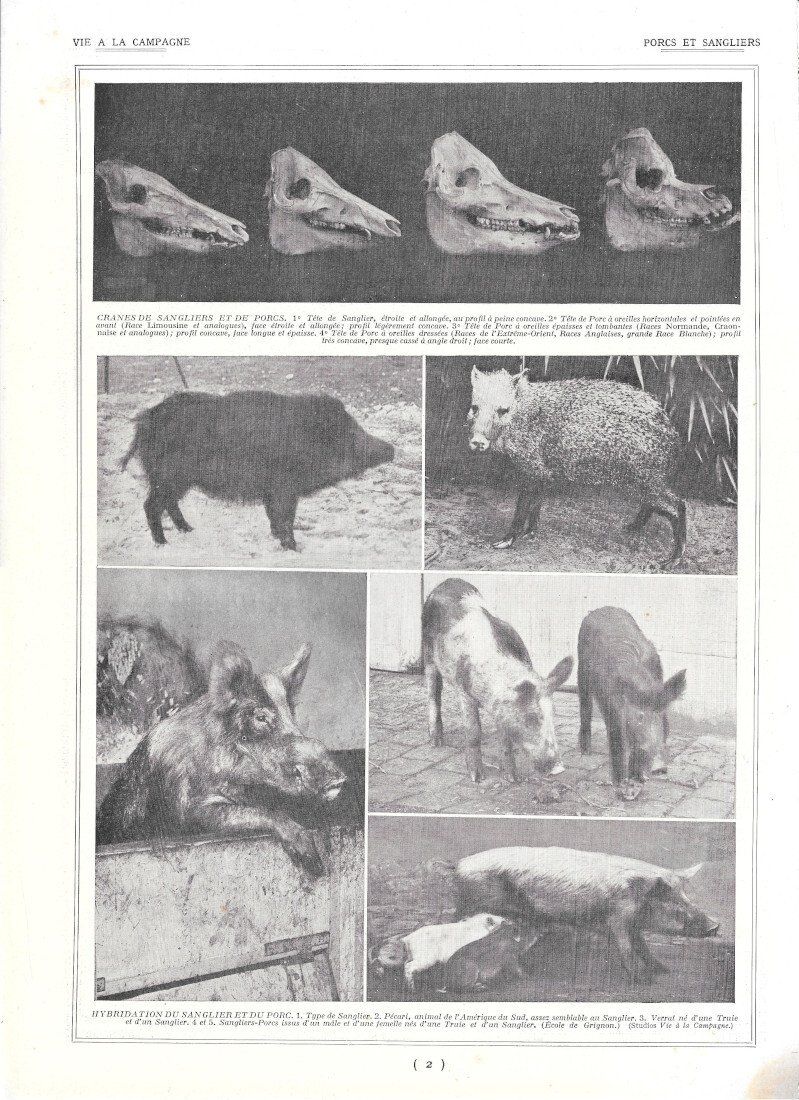 Porcs et sangliers - Immagine 1928 | Immagine principale