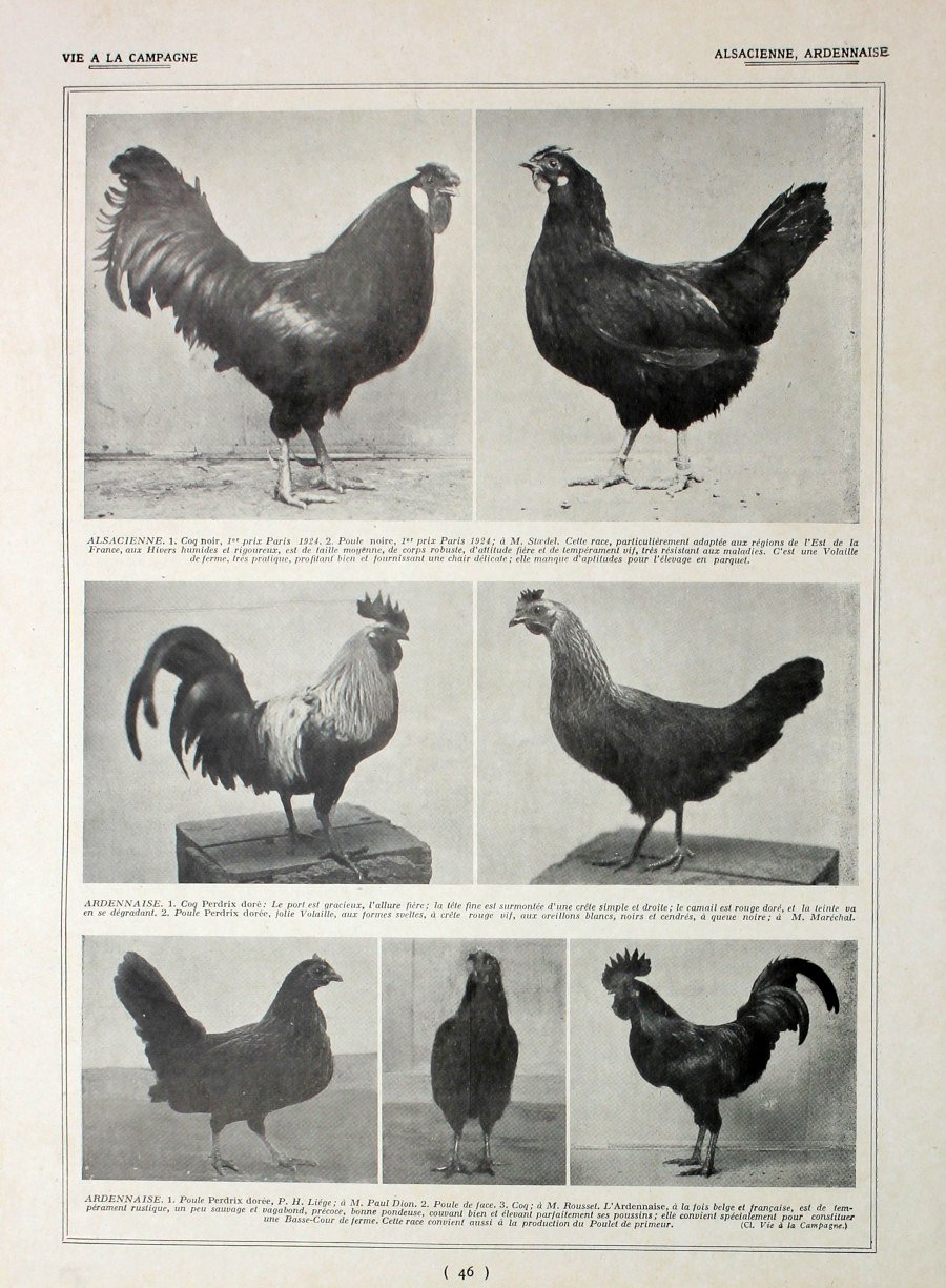 Poules Alsacienne, Ardennaise/ Races regionales. Fronte/retro. Immagine 1927 | Immagine principale