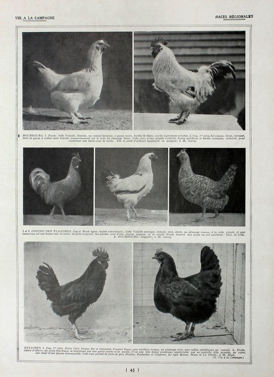 Poules Alsacienne, Ardennaise/ Races regionales. Fronte/retro. Immagine 1927 | Immagine Gallery 2