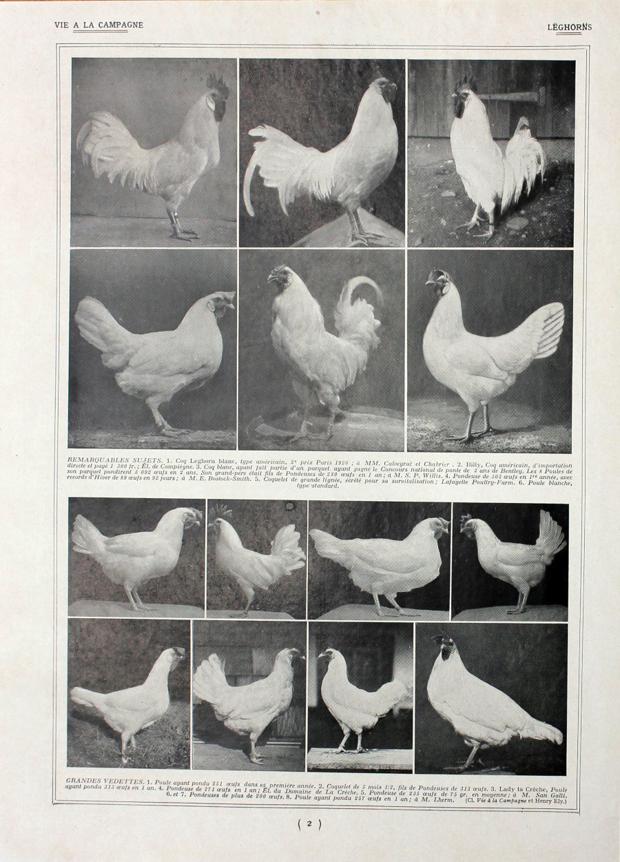 Poules leghorns/Races de grand avenir. Fronte/retro. Immagine 1927 | Immagine principale