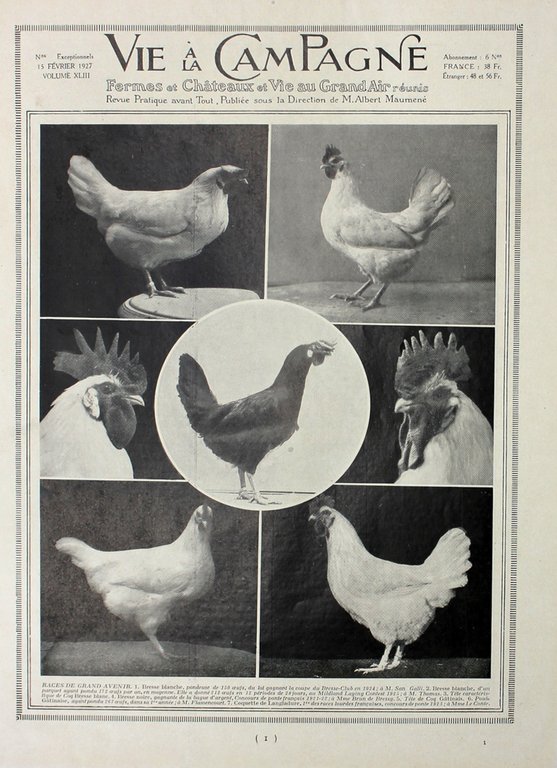 Poules leghorns/Races de grand avenir. Fronte/retro. Immagine 1927 | Immagine Gallery 2