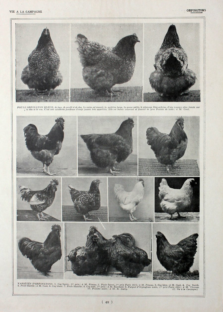Poules Orpigtons/ Races a aptitudes mixtes. Fronte/retro. Immagine 1927 | Immagine principale