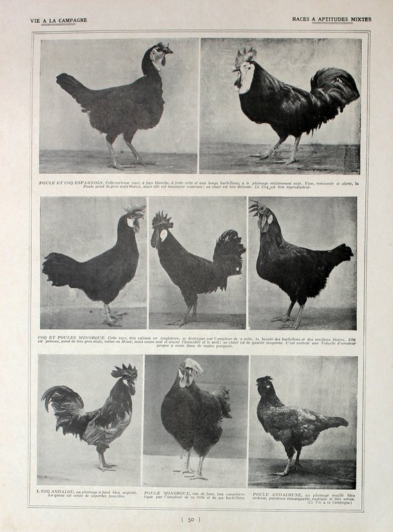 Poules Orpigtons/ Races a aptitudes mixtes. Fronte/retro. Immagine 1927 | Immagine Gallery 2