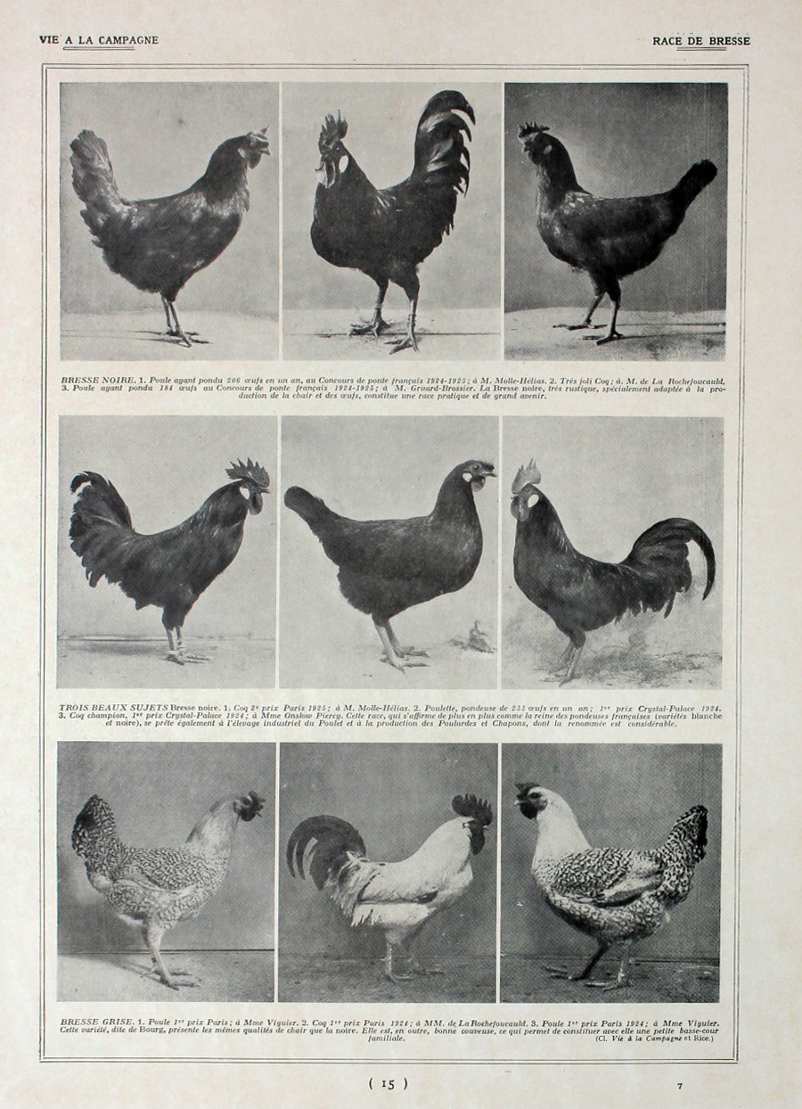 Poules: race de Bresse/ Bresse et Gatinaise. Fronte/retro. Immagine 1927 | Immagine principale