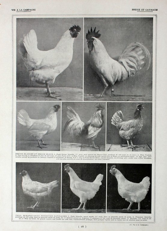 Poules: race de Bresse/ Bresse et Gatinaise. Fronte/retro. Immagine 1927 | Immagine Gallery 2