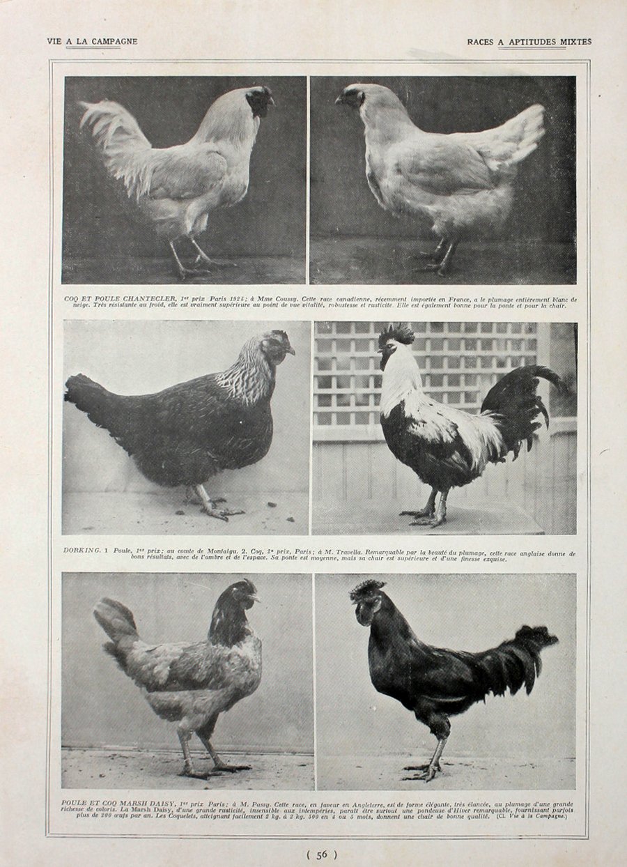 Poules: races a aptituds mixtes. Fronte/retro. Immagine 1927 | Immagine principale