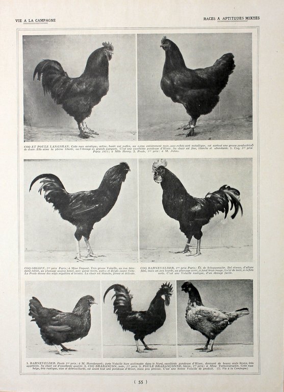 Poules: races a aptituds mixtes. Fronte/retro. Immagine 1927 | Immagine Gallery 2