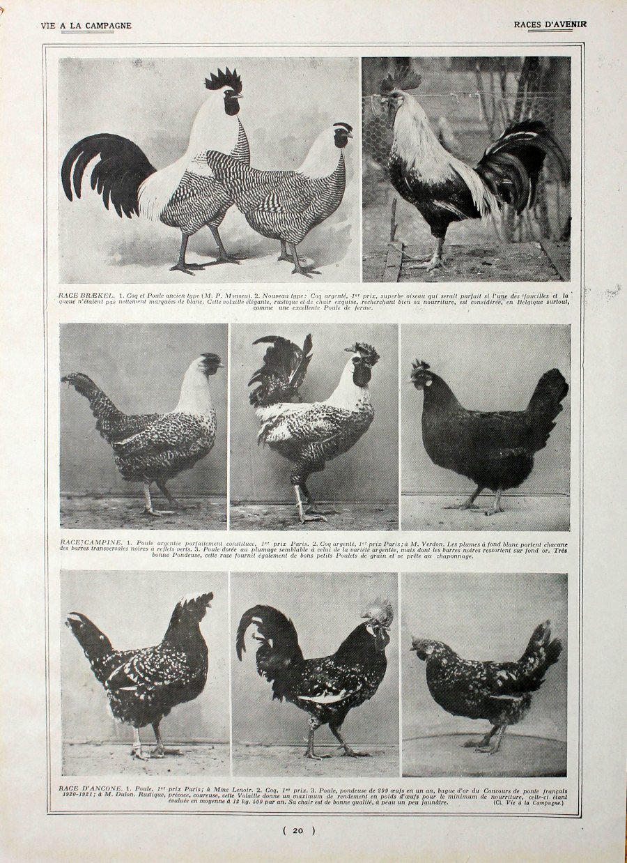Poules: races d'avenir/Poules Gatinaise. Fronte/retro. Immagine 1927 | Immagine principale