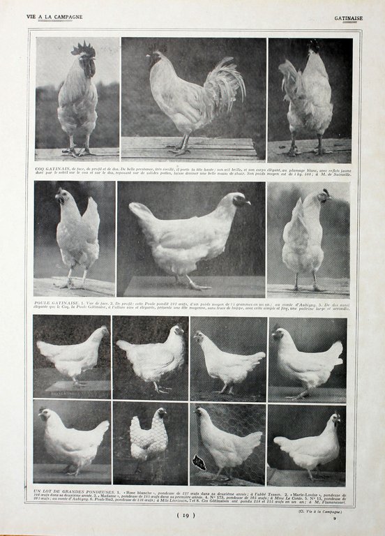 Poules: races d'avenir/Poules Gatinaise. Fronte/retro. Immagine 1927 | Immagine Gallery 2