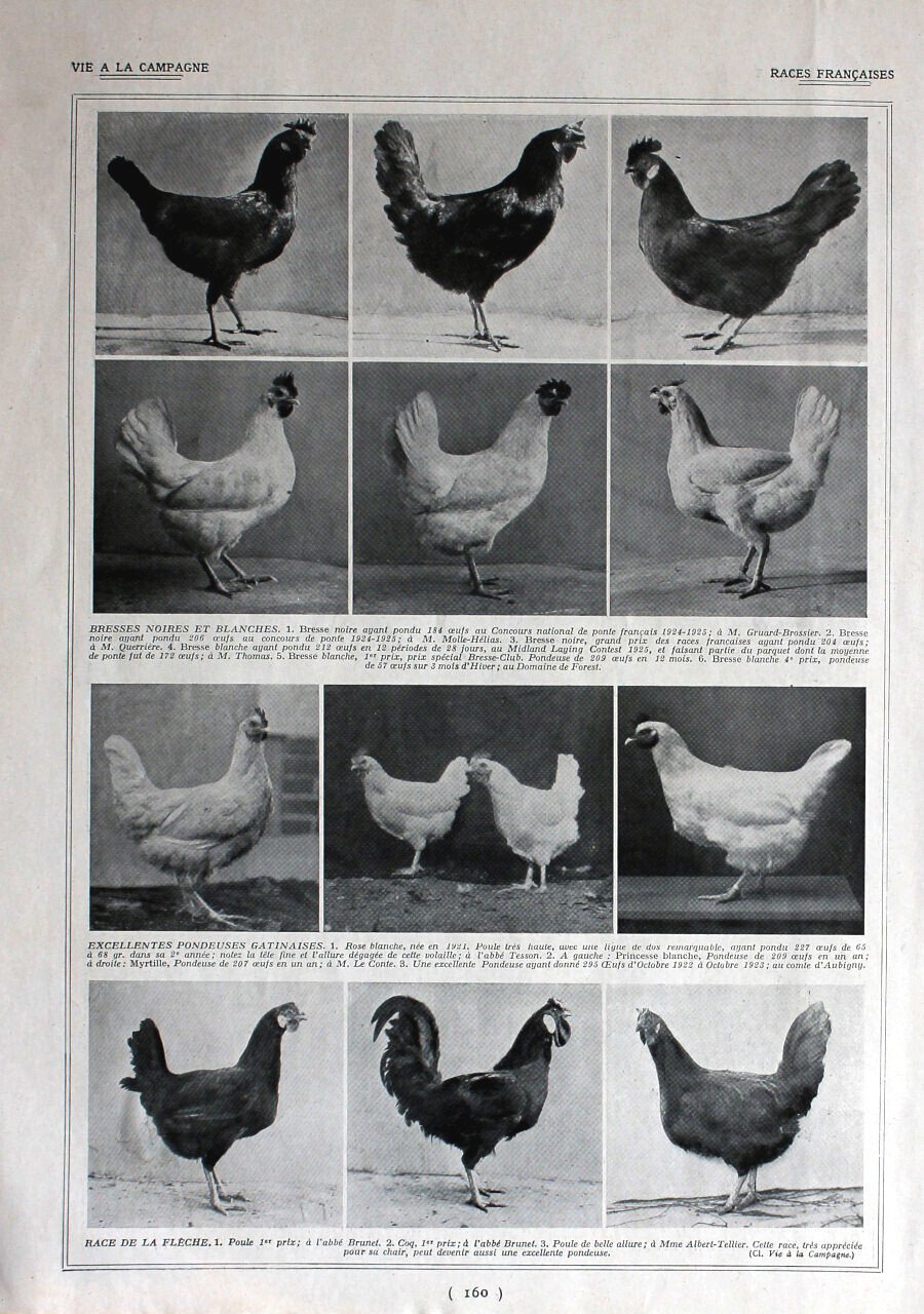 Poules, races francaises / Pigeons et lapins. Immagine 1926 | Immagine principale