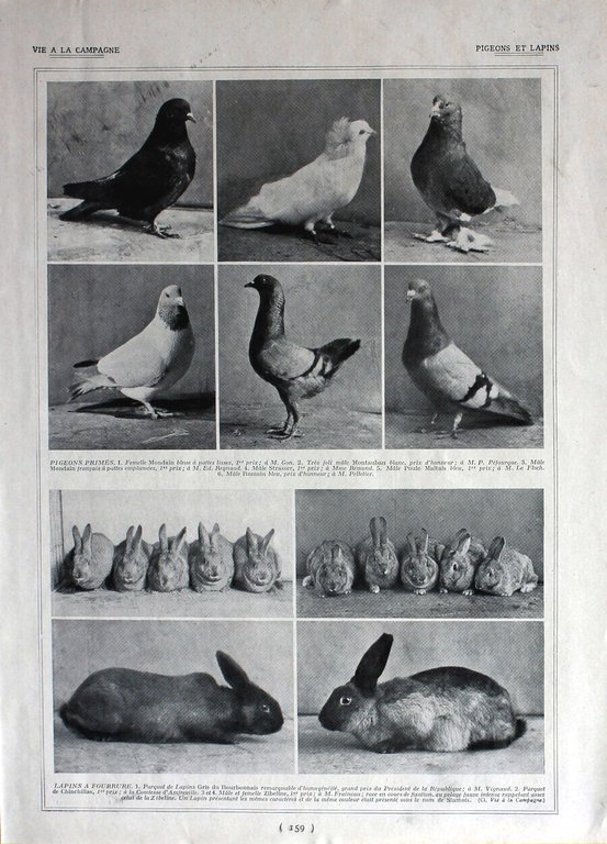 Poules, races francaises / Pigeons et lapins. Immagine 1926 | Immagine Gallery 2
