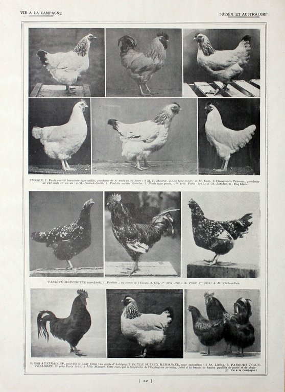 Poules: races paratiques/ Sussex et Australore. Fronte/retro. Immagine 1927 | Immagine Gallery 2