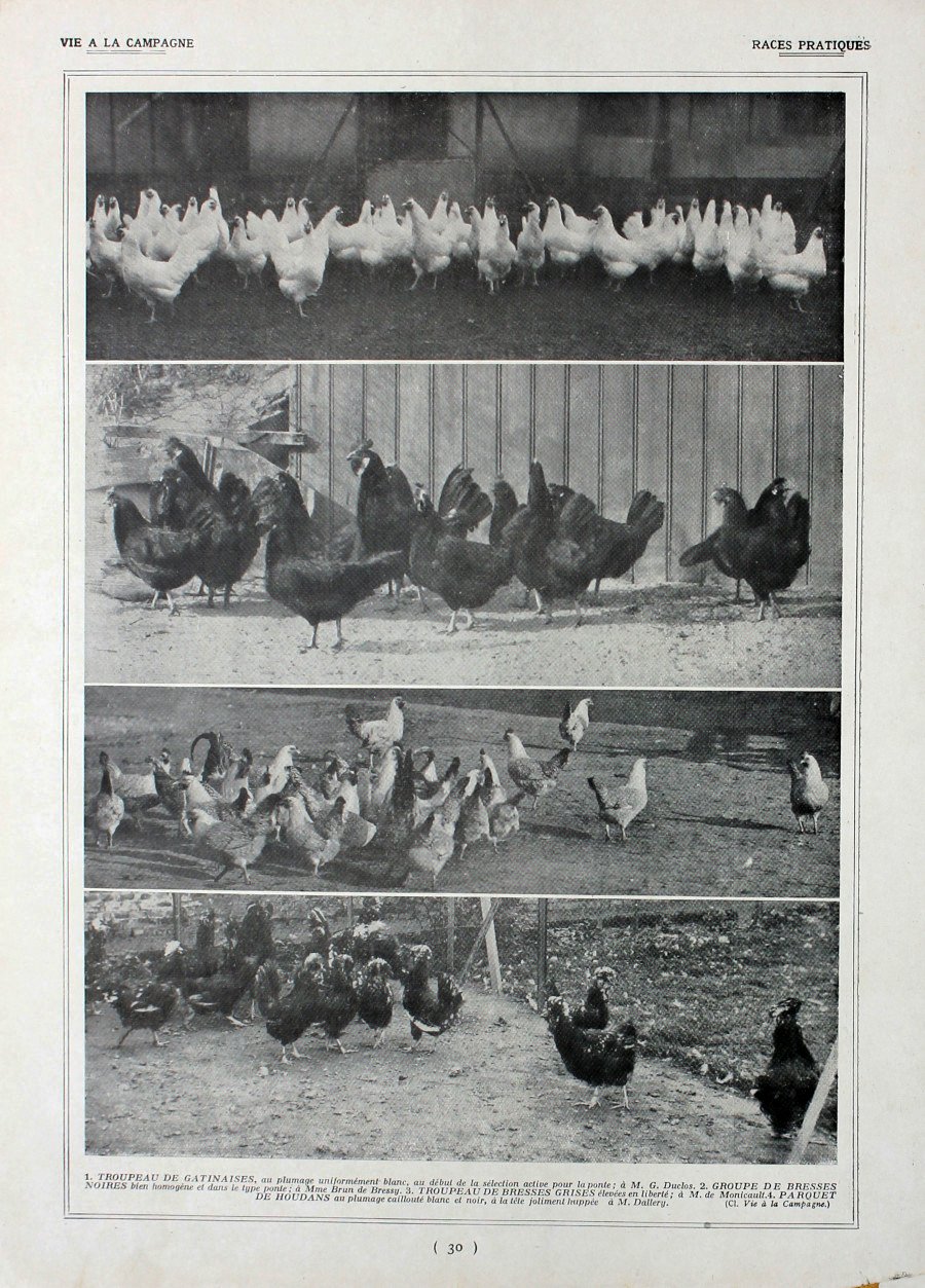 Poules: races pratiques/Races francaises. Fronte/retro. Immagine 1927 | Immagine principale