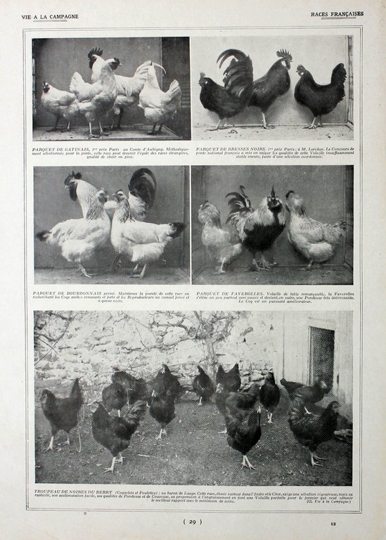 Poules: races pratiques/Races francaises. Fronte/retro. Immagine 1927 | Immagine Gallery 2