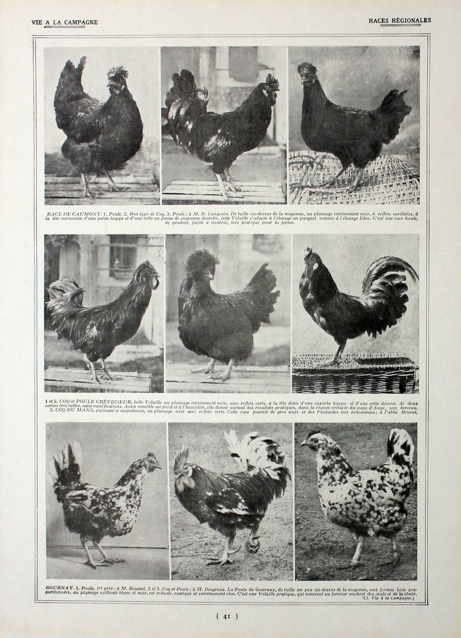 Poules: races regionales. Fronte/retro. Immagine 1927 | Immagine principale