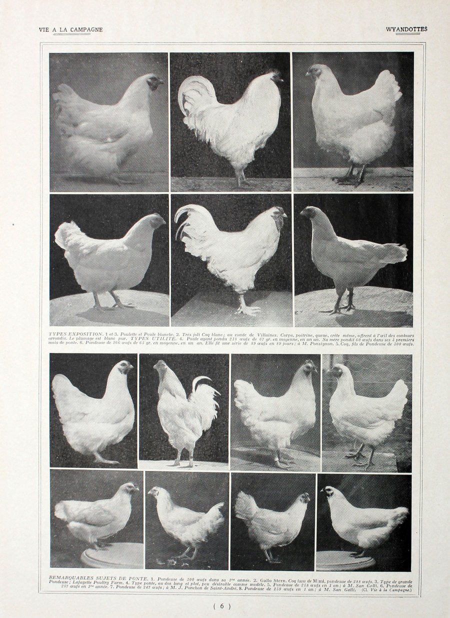 Poules Wyandottes/ Leghorns et Wyandottes. Fronte/retro. Immagine 1927 | Immagine principale