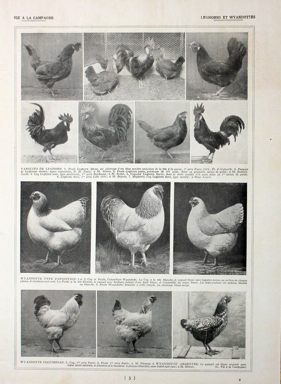 Poules Wyandottes/ Leghorns et Wyandottes. Fronte/retro. Immagine 1927 | Immagine Gallery 2