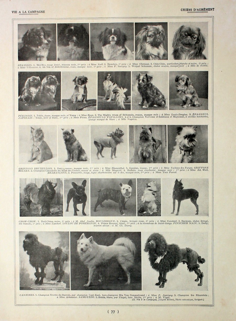Production de fourrurres/Chien d'agrement. Fronte/retro. Immagine 1927 | Immagine principale