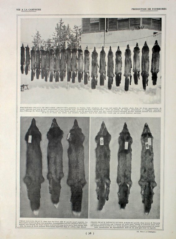 Production de fourrurres/Chien d'agrement. Fronte/retro. Immagine 1927 | Immagine Gallery 2