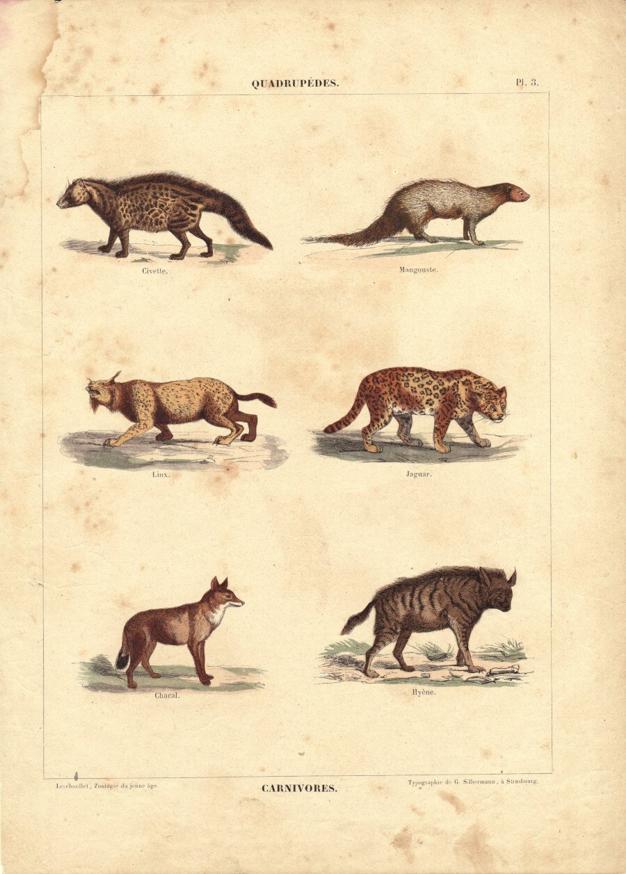 Quadrupedes. Carnivores. Stampa 1860 | Immagine principale