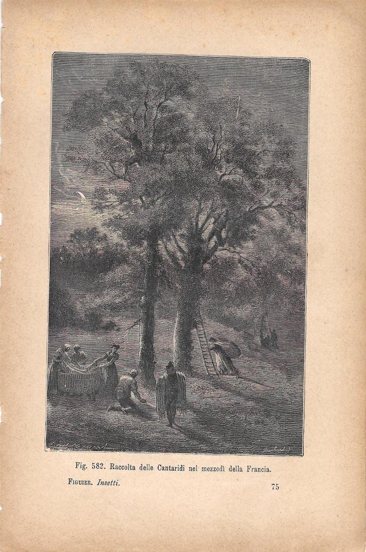 Raccolta delle Cantaridi nel mezzodì della Francia. Stampa 1893 | Immagine principale