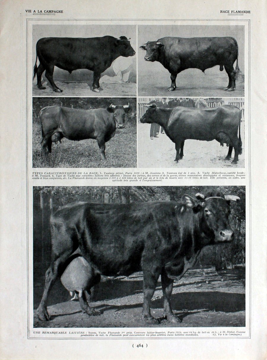Race flamande (betail). Immagine 1926 | Immagine principale