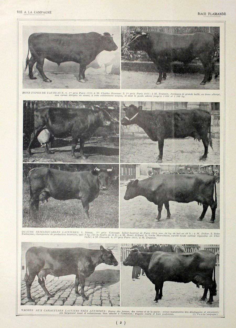Race Flamande. Immagine 1927 | Immagine principale