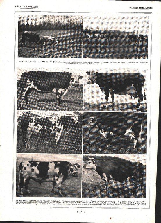 Race Normande / Vaches Normandes. Stampa 1924 | Immagine Gallery 2