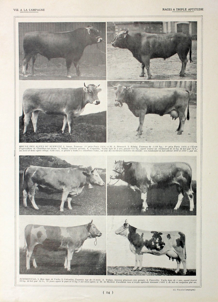 Races a triple aptitude/Race Normande. Fronte/retro. Immagine 1927 | Immagine principale