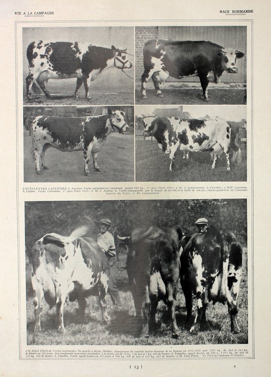 Races a triple aptitude/Race Normande. Fronte/retro. Immagine 1927 | Immagine Gallery 2