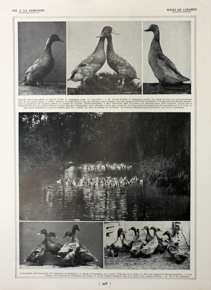 Races de canards/Anatomie du pigeon. Fronte/retro. Immagine 1927 | Immagine principale