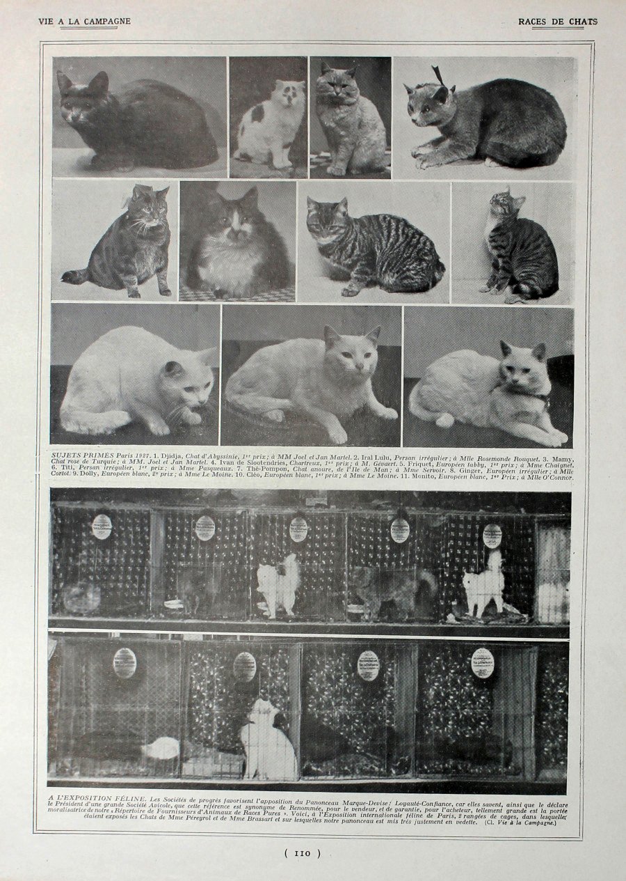 Races de chats. Fronte/retro. Immagine 1927 | Immagine principale