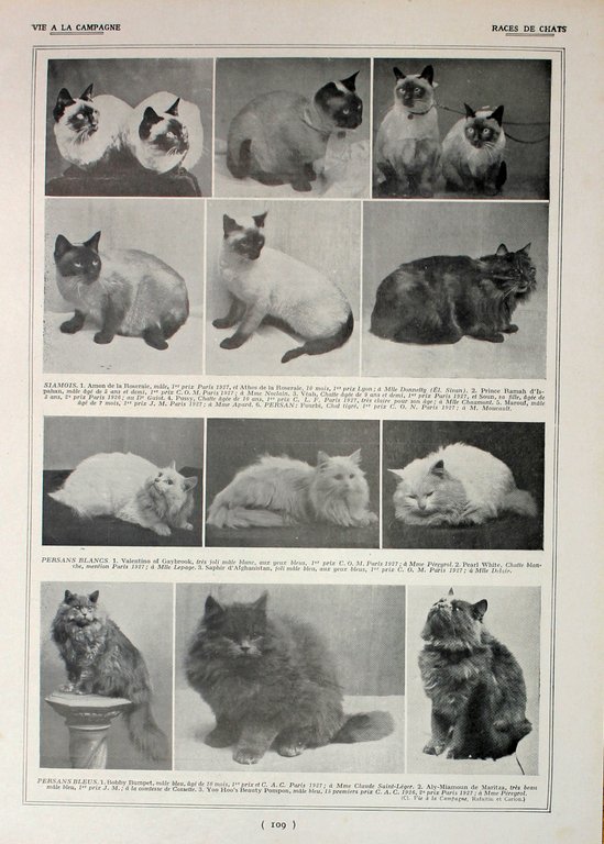 Races de chats. Fronte/retro. Immagine 1927 | Immagine Gallery 2