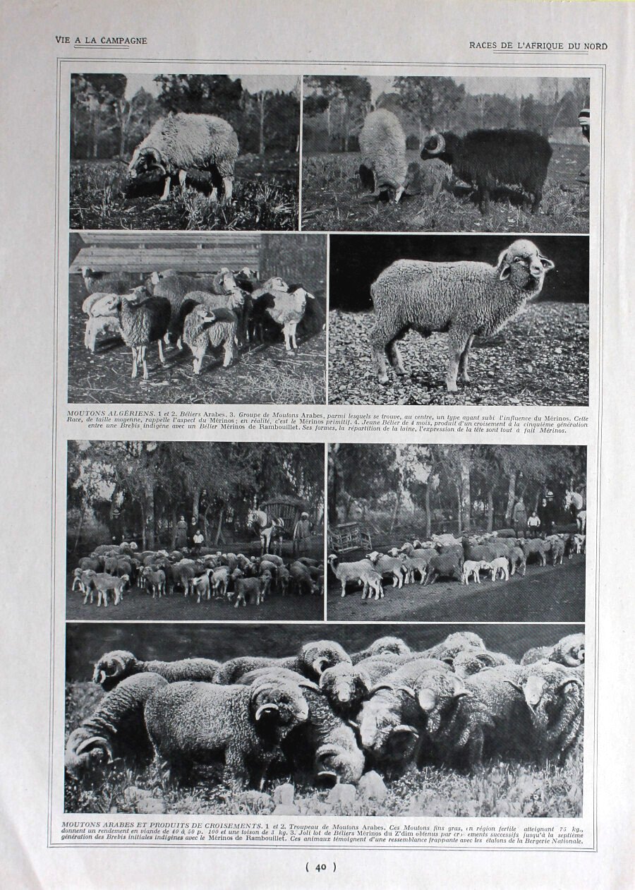 Races de l'Afrique du Nord / Moutons africais. Immagine 1926 | Immagine principale