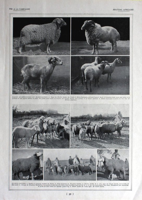 Races de l'Afrique du Nord / Moutons africais. Immagine 1926 | Immagine Gallery 2