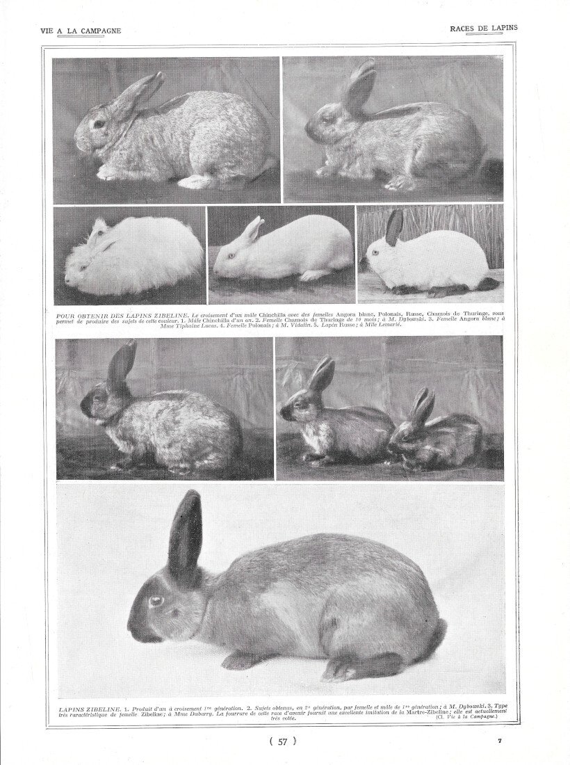 Races de Lapins / Laiterie Beurrerie - Immagine 1928 | Immagine principale