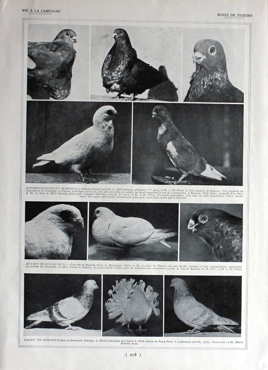 Races de pingeons / Chiens Boxer. Immagine 1926 | Immagine principale