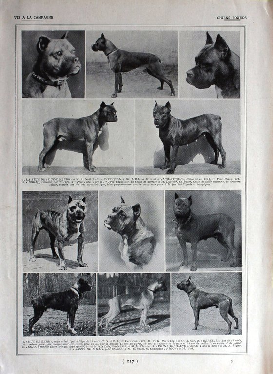 Races de pingeons / Chiens Boxer. Immagine 1926 | Immagine Gallery 2