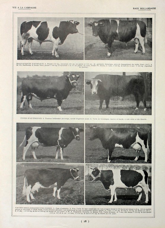 Races diverses/Race Hollandaise. Fronte/retro. Immagine 1927 | Immagine Gallery 2