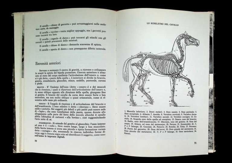 Ragazzi, A Cavallo! Manuale Degli Sport Ippici | Immagine Gallery 7