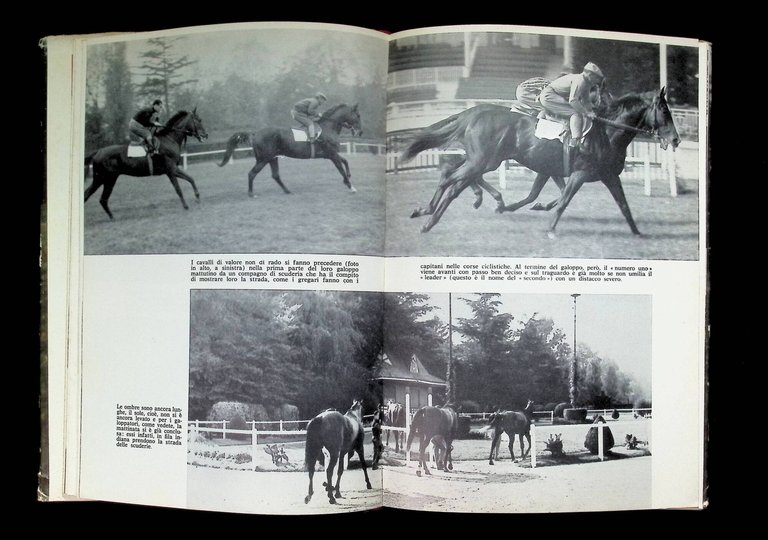 Ragazzi, A Cavallo! Manuale Degli Sport Ippici | Immagine Gallery 5