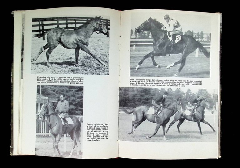 Ragazzi, A Cavallo! Manuale Degli Sport Ippici | Immagine Gallery 6