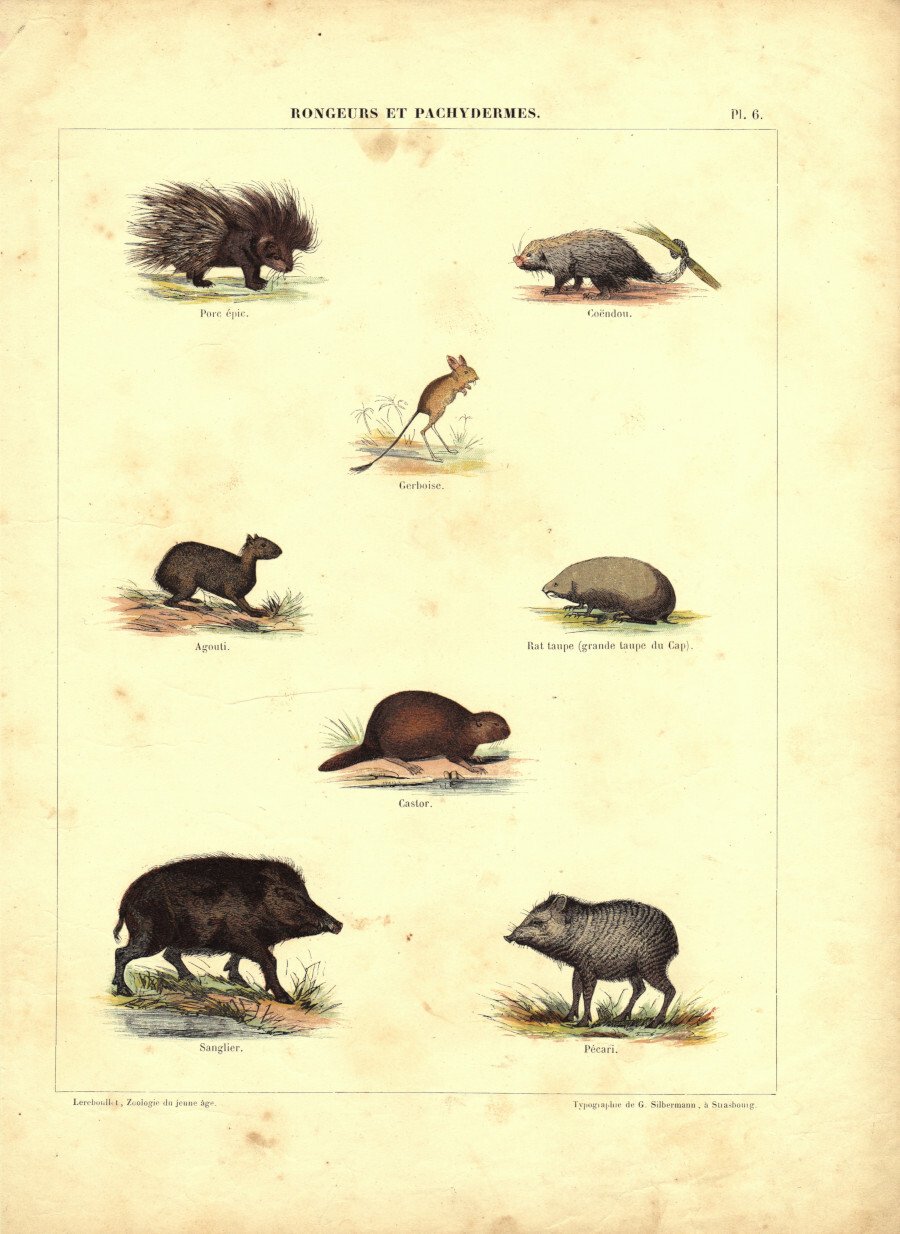 Rongeurs et Pachydermes. Stampa 1860 | Immagine principale